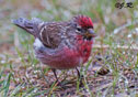 Carduelis flammea